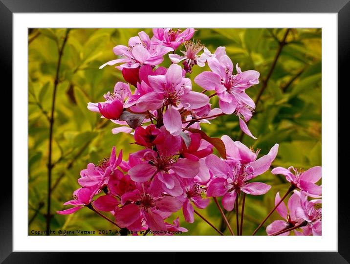       Beautiful Blossoms                          Framed Mounted Print by Jane Metters