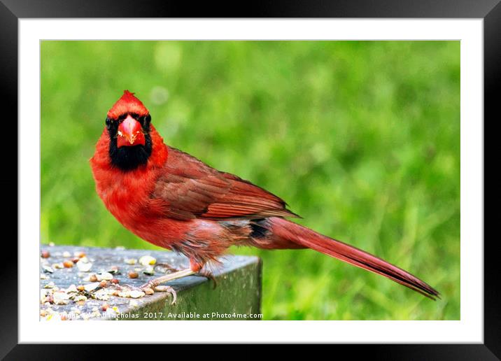 Red Cardinal Framed Mounted Print by Paul Nicholas