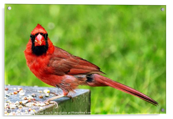 Red Cardinal Acrylic by Paul Nicholas