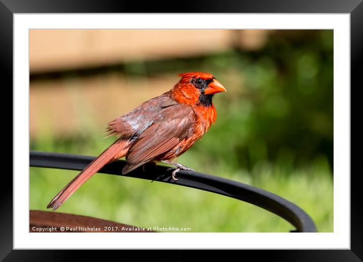Red Cardinal on a perch Framed Mounted Print by Paul Nicholas