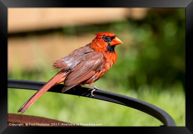 Red Cardinal on a perch Framed Print by Paul Nicholas