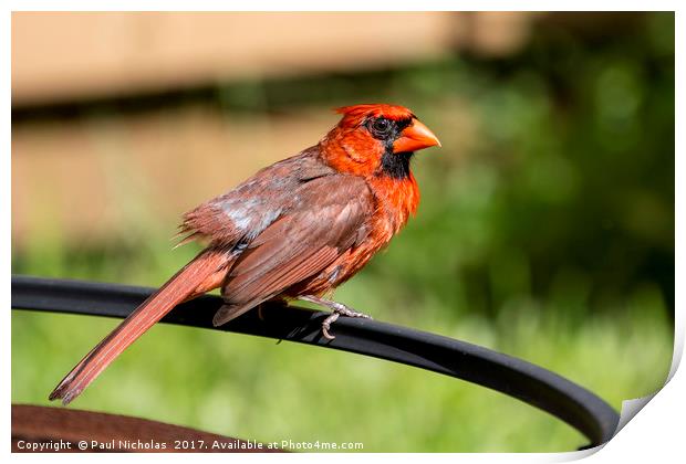 Red Cardinal on a perch Print by Paul Nicholas