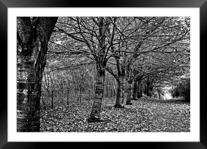 Autumn Leaves - B&W Framed Mounted Print by Tom Gomez