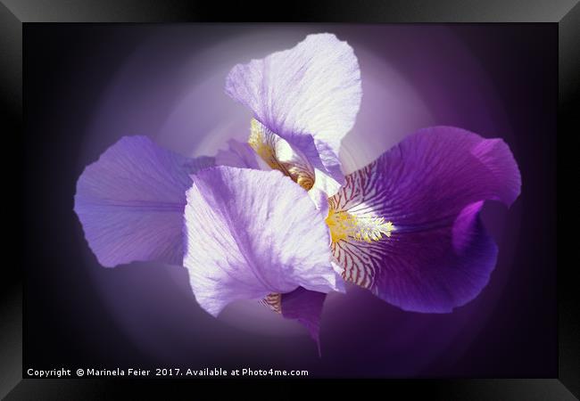 purple iris Framed Print by Marinela Feier