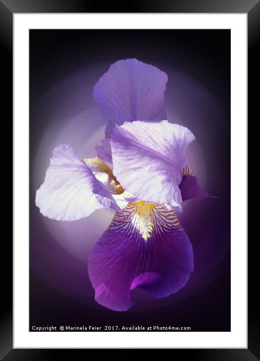 purple iris flower  Framed Mounted Print by Marinela Feier
