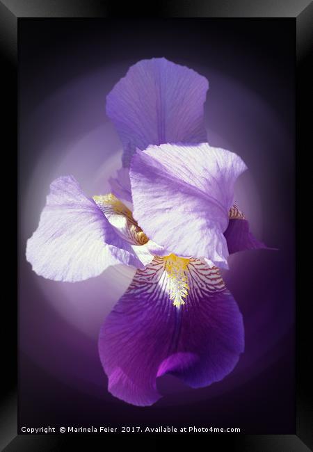 purple iris flower  Framed Print by Marinela Feier