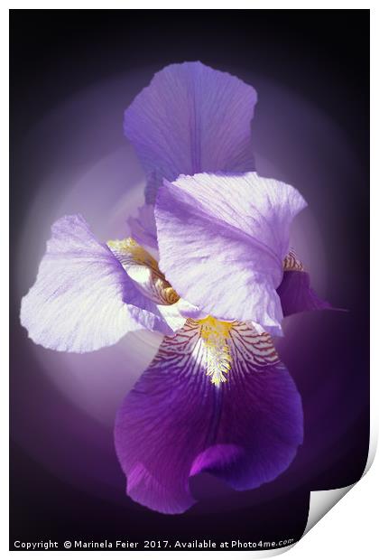 purple iris flower  Print by Marinela Feier