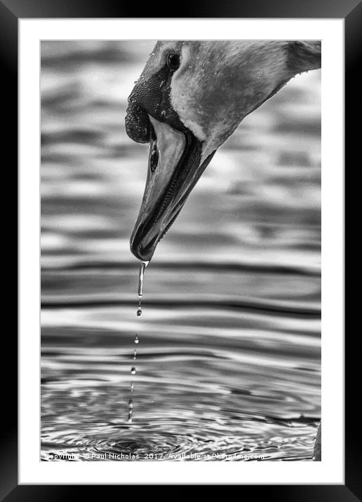 Swan with water dripping from beak Framed Mounted Print by Paul Nicholas