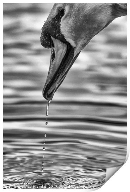 Swan with water dripping from beak Print by Paul Nicholas