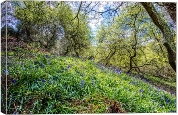 America Woods Bluebells Canvas Print by Wight Landscapes