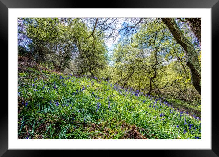 America Woods Bluebells Framed Mounted Print by Wight Landscapes