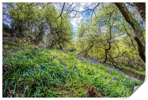 America Woods Bluebells Print by Wight Landscapes