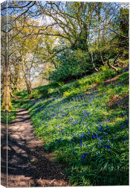 America Wood Bluebells Canvas Print by Wight Landscapes