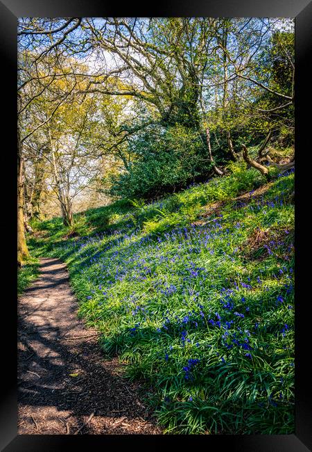 America Wood Bluebells Framed Print by Wight Landscapes