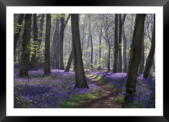 Bluebell Woodland Path Framed Mounted Print by Ceri Jones