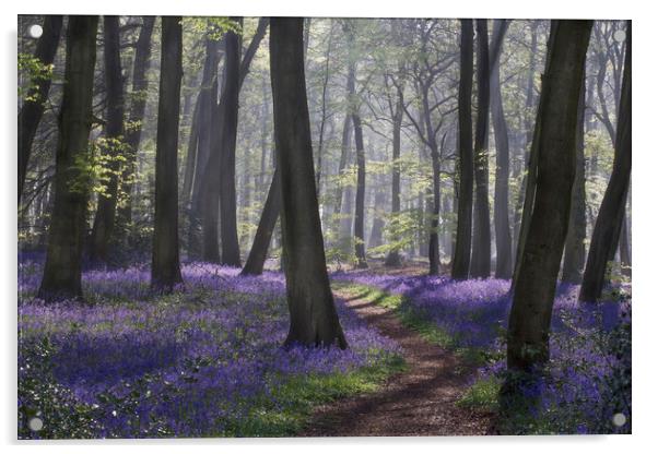 Bluebell Woodland Path Acrylic by Ceri Jones