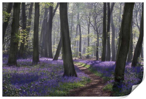 Bluebell Woodland Path Print by Ceri Jones