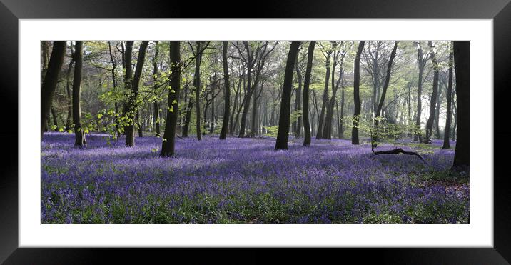 Bluebell Woodlands Framed Mounted Print by Ceri Jones