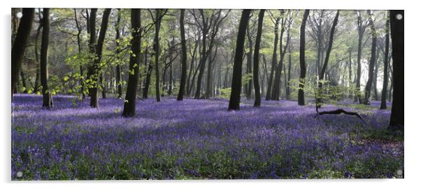 Bluebell Woodlands Acrylic by Ceri Jones