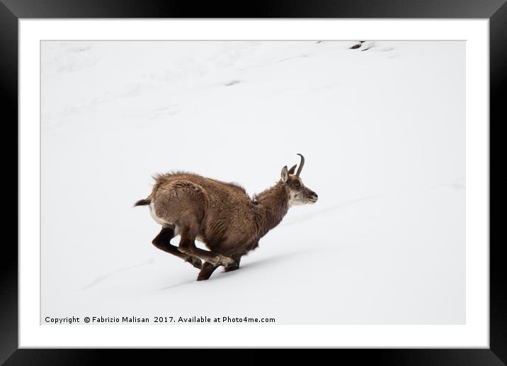 Hard Work Running In The Snow Framed Mounted Print by Fabrizio Malisan