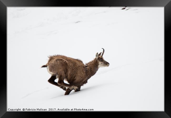 Hard Work Running In The Snow Framed Print by Fabrizio Malisan