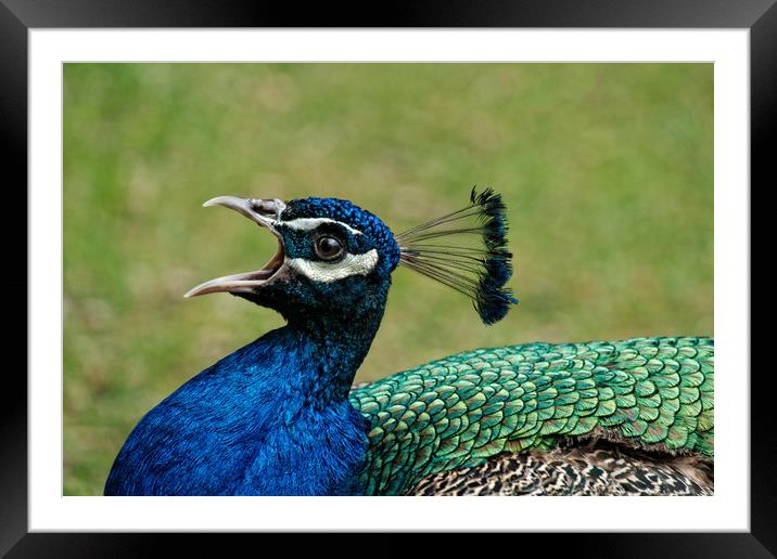Peacock Mating Call Framed Mounted Print by rawshutterbug 