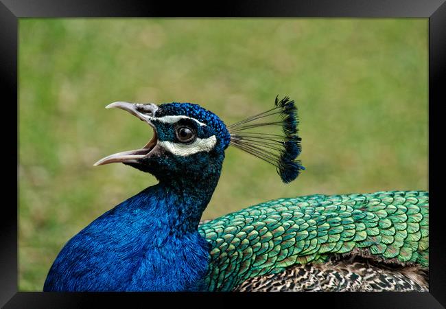 Peacock Mating Call Framed Print by rawshutterbug 