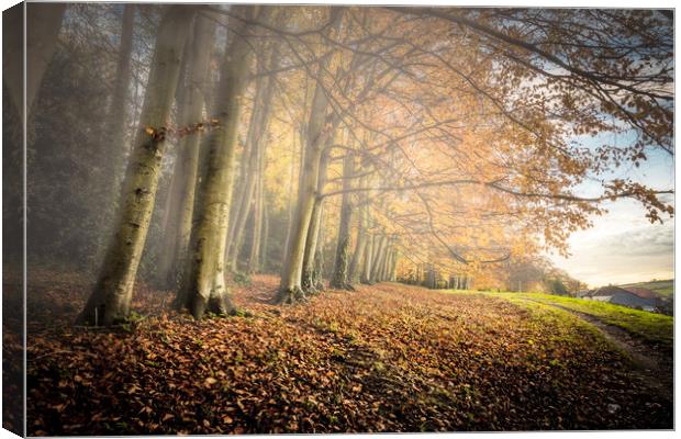 Autumn Mists Canvas Print by Wight Landscapes