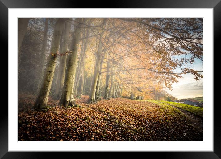 Autumn Mists Framed Mounted Print by Wight Landscapes