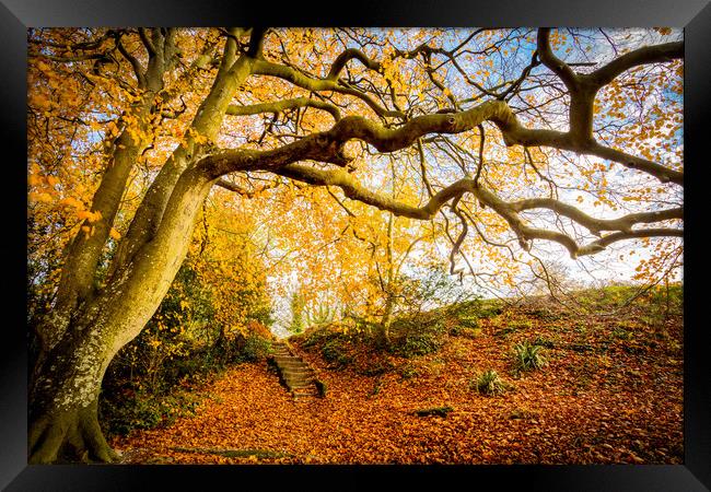 Golden Autumn Colours Framed Print by Wight Landscapes