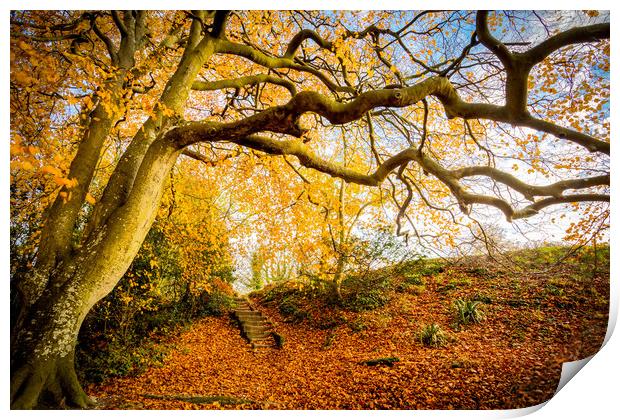 Golden Autumn Colours Print by Wight Landscapes