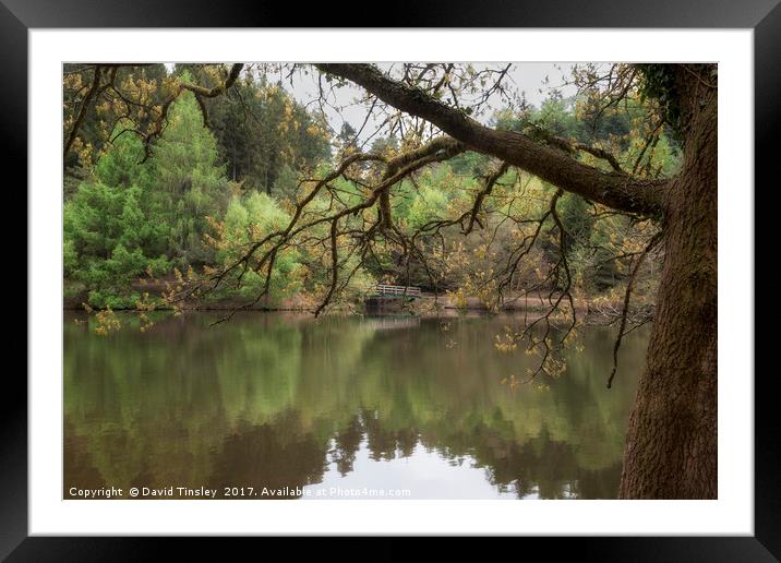 Spring Reflections 2 Framed Mounted Print by David Tinsley