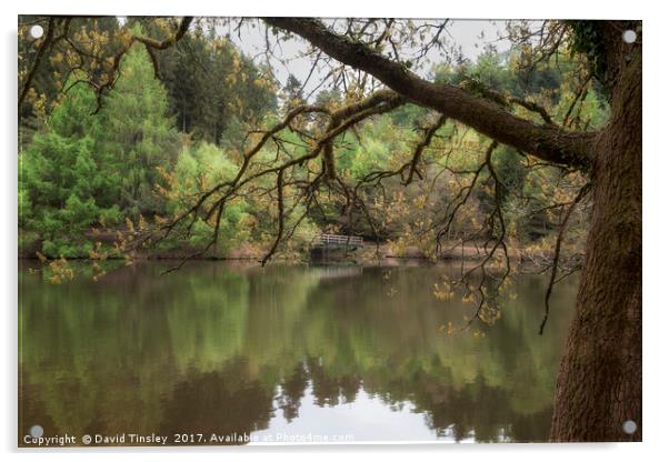 Spring Reflections 2 Acrylic by David Tinsley