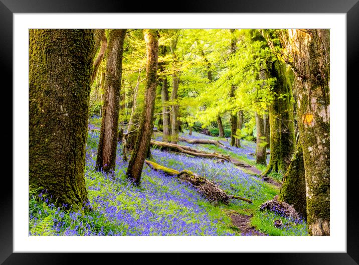 Bluebell Woods Framed Mounted Print by Sean Clee