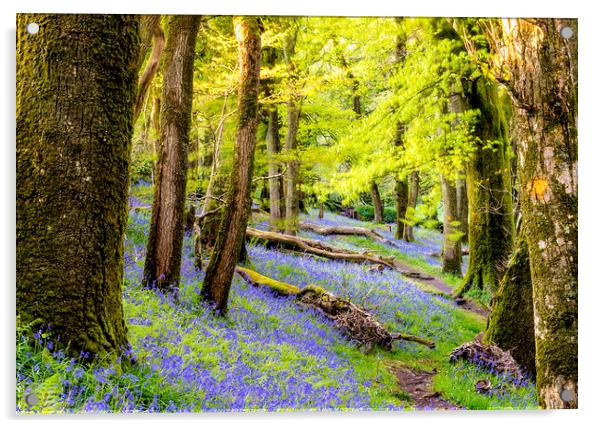 Bluebell Woods Acrylic by Sean Clee