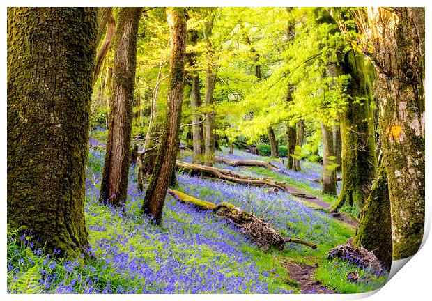 Bluebell Woods Print by Sean Clee