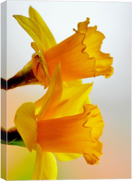 Dreamy Daffodils Canvas Print by Darren Burroughs