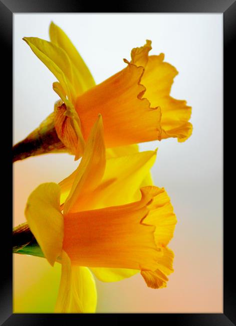 Dreamy Daffodils Framed Print by Darren Burroughs