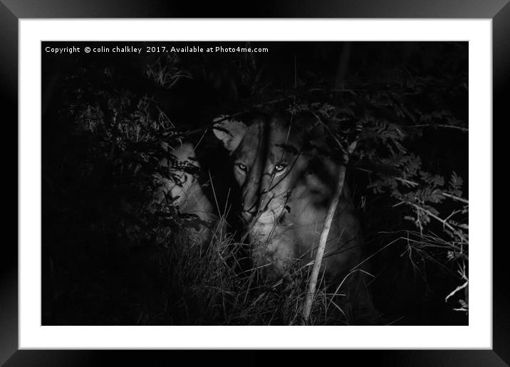 A lioness in the African Bush late at night Framed Mounted Print by colin chalkley