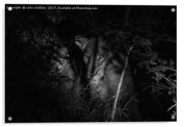 A lioness in the African Bush late at night Acrylic by colin chalkley