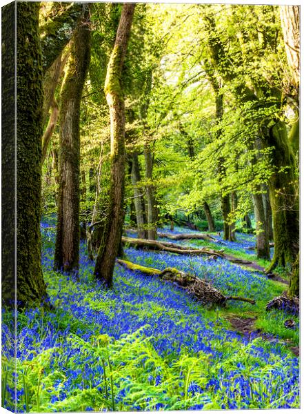 The Bluebell Wood Canvas Print by Sean Clee