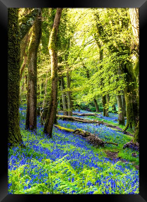 The Bluebell Wood Framed Print by Sean Clee