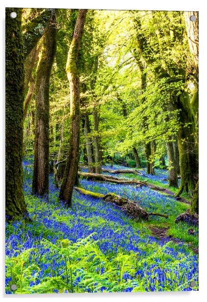 The Bluebell Wood Acrylic by Sean Clee