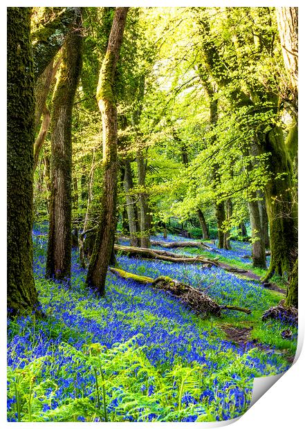 The Bluebell Wood Print by Sean Clee