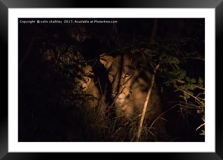 A lioness in the South African Bush late at night Framed Mounted Print by colin chalkley