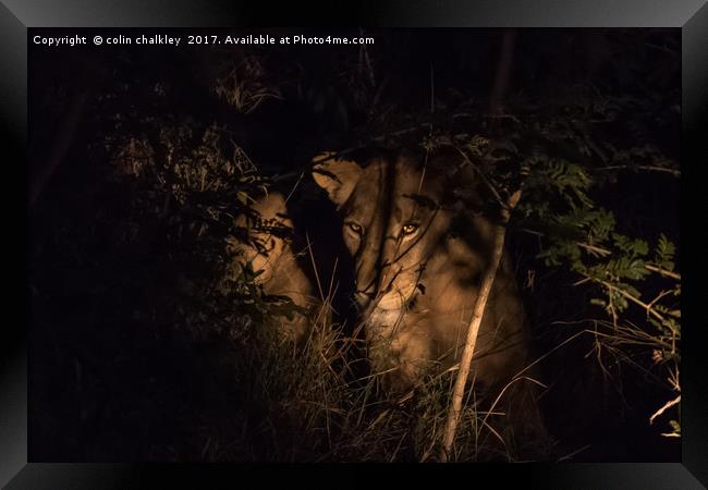 A lioness in the South African Bush late at night Framed Print by colin chalkley