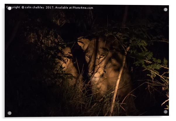 A lioness in the South African Bush late at night Acrylic by colin chalkley