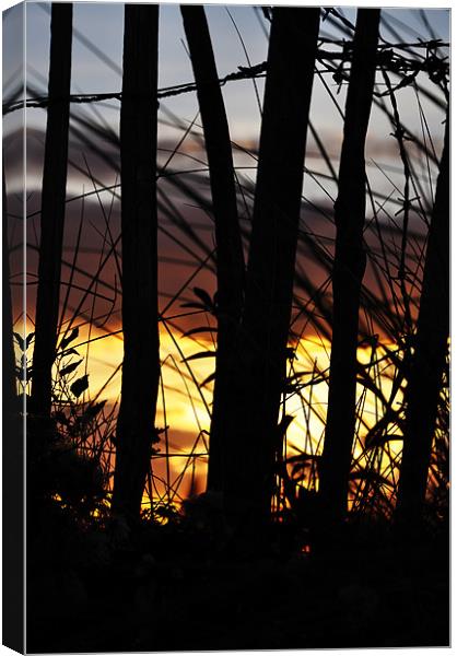 Hot sunset Canvas Print by Alexia Miles