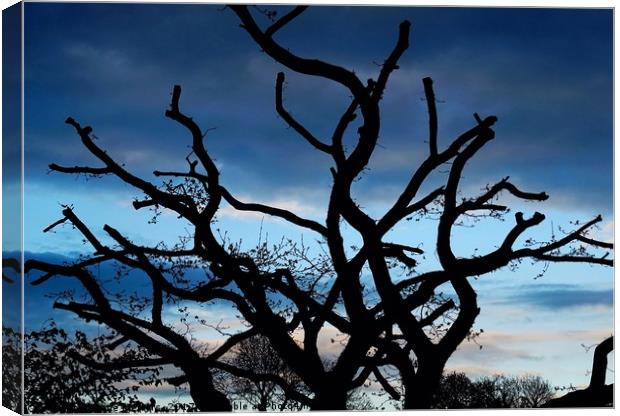      Silhouette of a Tree                          Canvas Print by Jane Metters