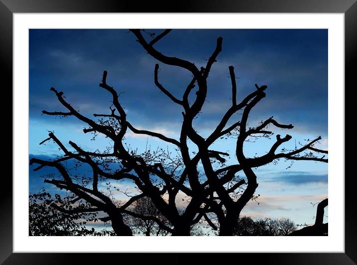      Silhouette of a Tree                          Framed Mounted Print by Jane Metters
